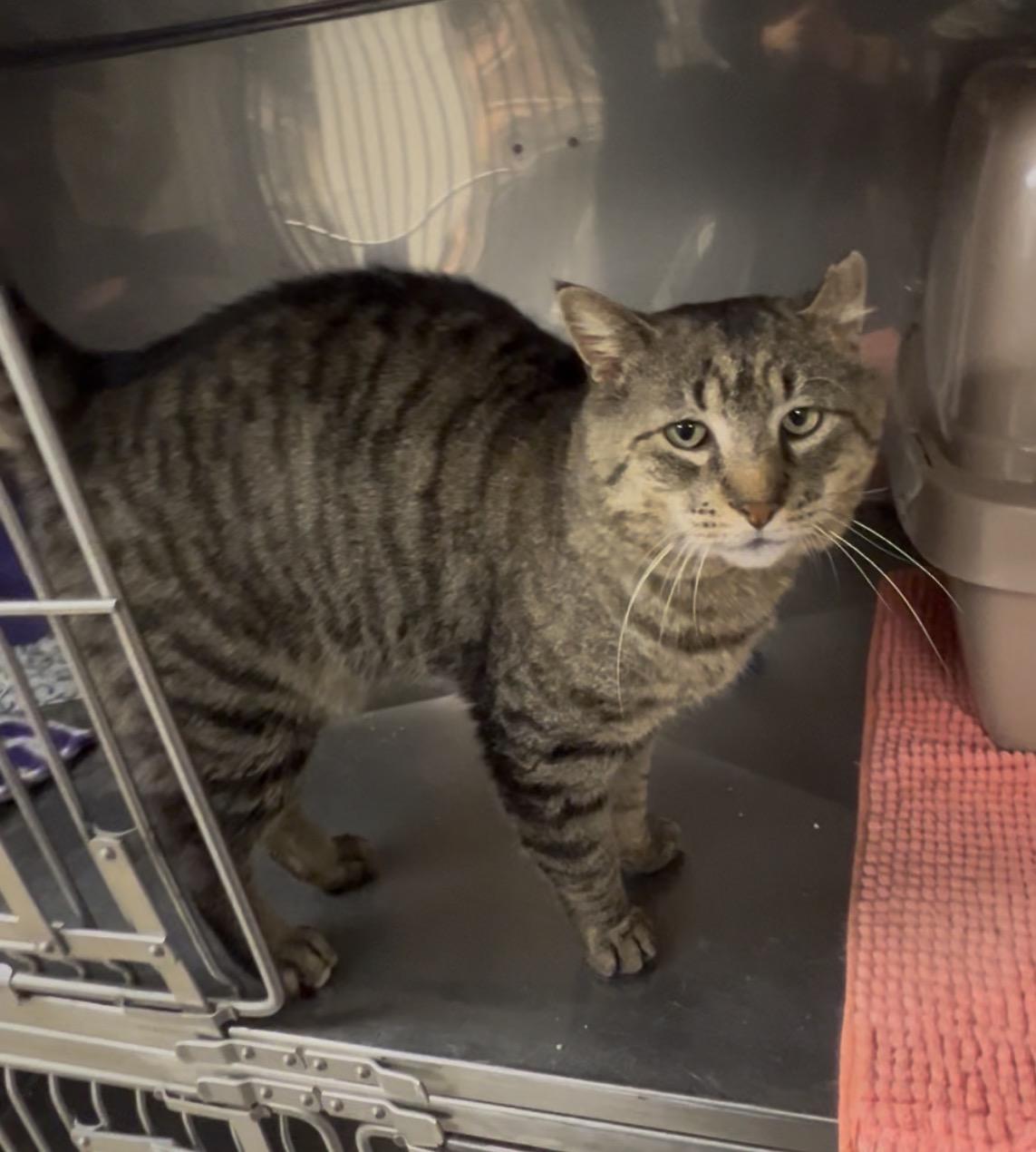 Enlarge Snapper, a Adoptable Domestic Short Hair in Montville, NJ image 4/4