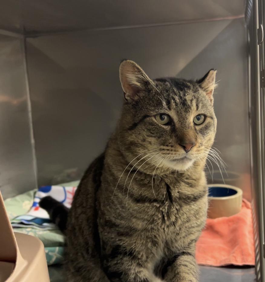 Enlarge Snapper, a Adoptable Domestic Short Hair in Montville, NJ image 3/4