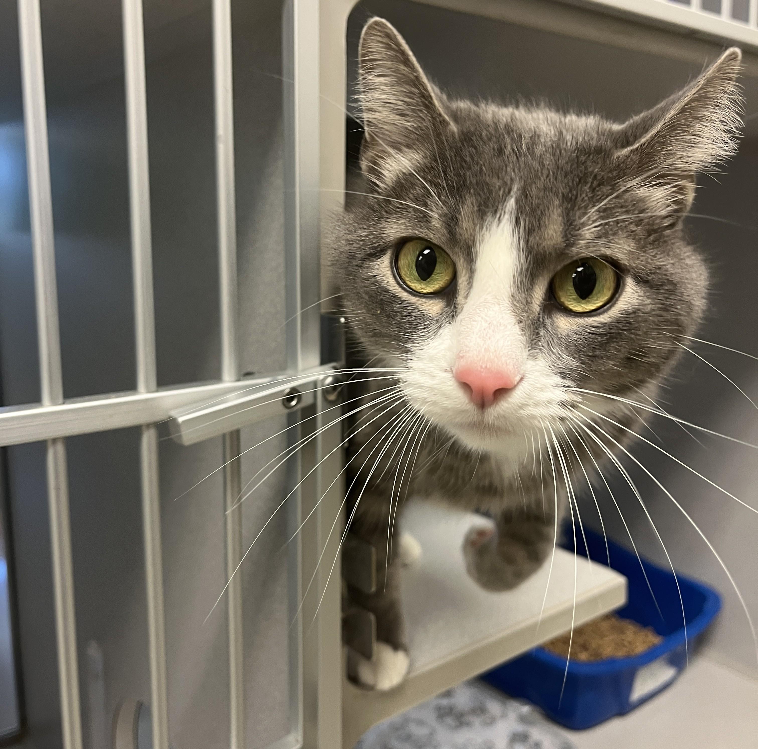 Leo, ADOPTABLE, Adult Male Domestic Short Hair.
