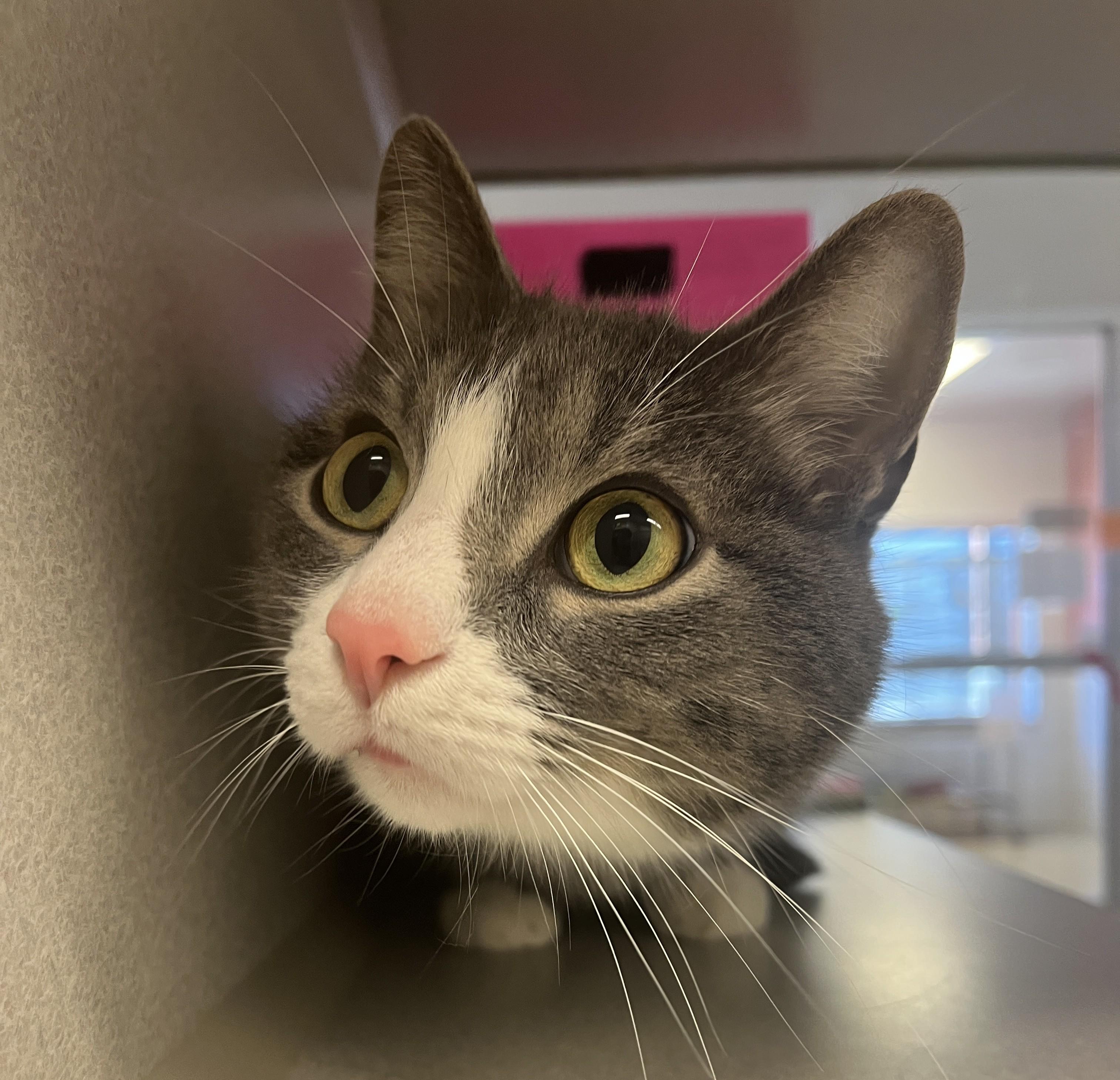 Leo, a ADOPTABLE Domestic Short Hair in Cedar Rapids, IA image 2/2