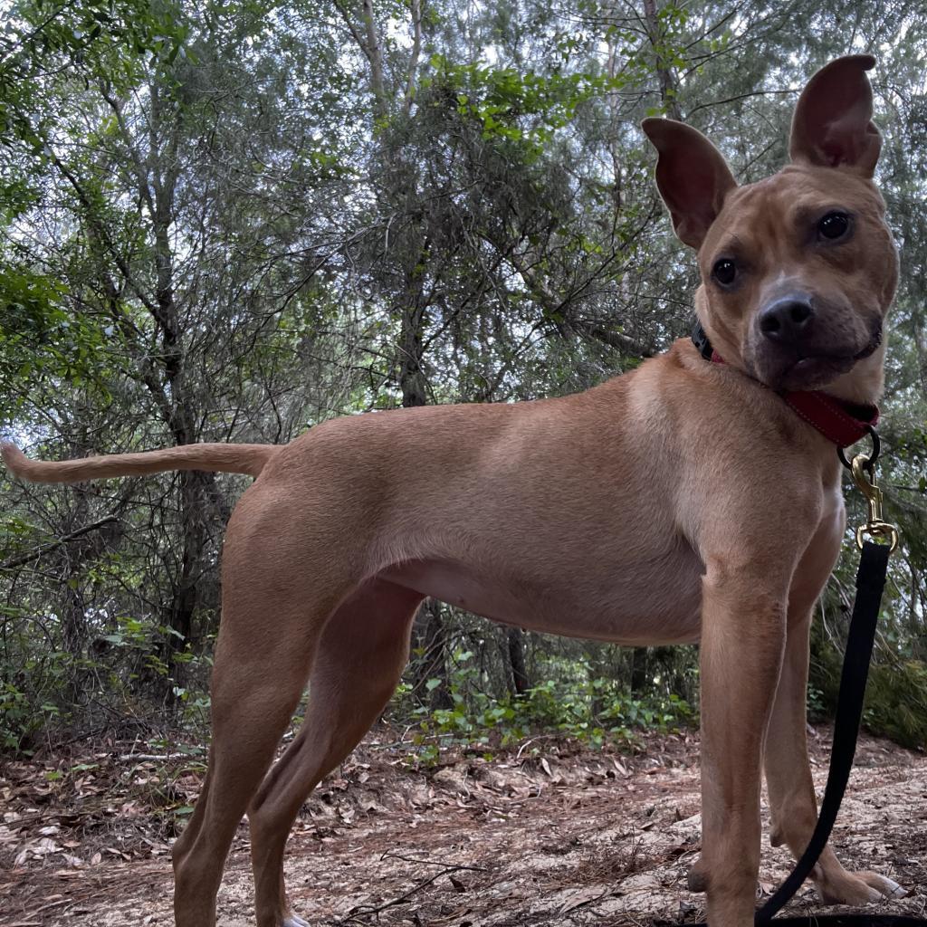 Enlarge Neptune, a Adoptable Terrier in Titusville, FL image 1/6