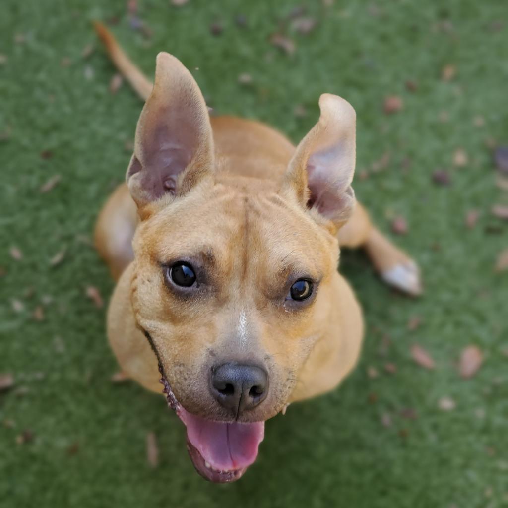 Enlarge Neptune, a Adoptable Terrier in Titusville, FL image 3/6