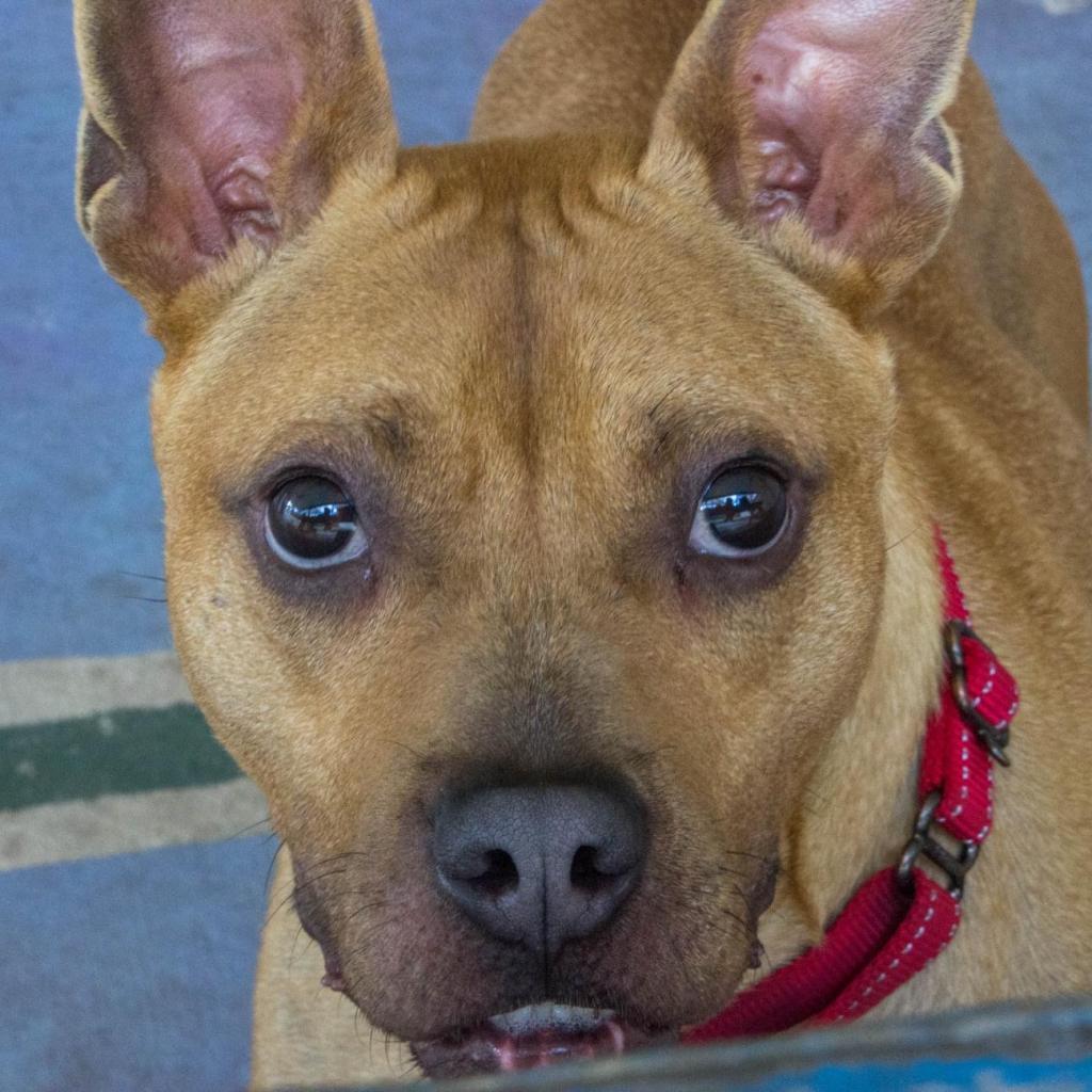 Enlarge Neptune, a Adoptable Terrier in Titusville, FL image 4/6