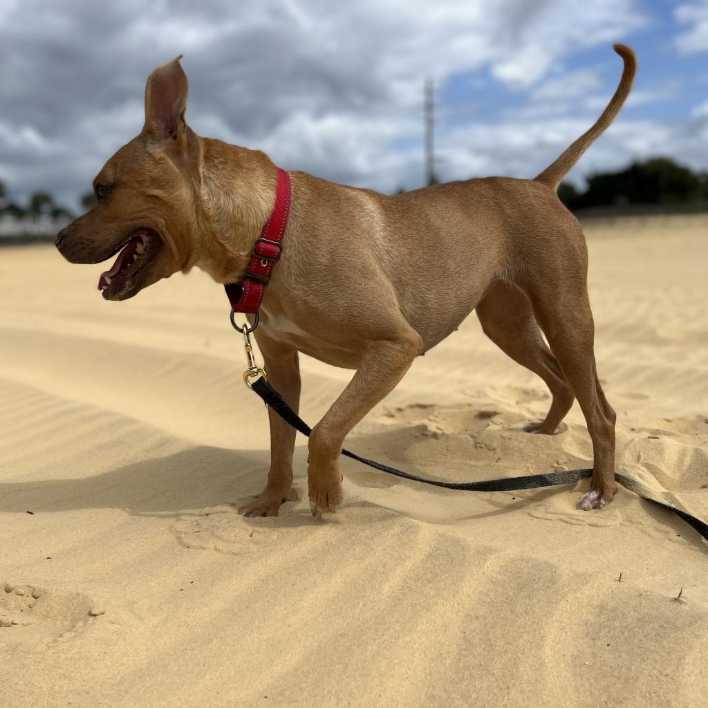 Enlarge Neptune, a Adoptable Terrier in Titusville, FL image 5/6