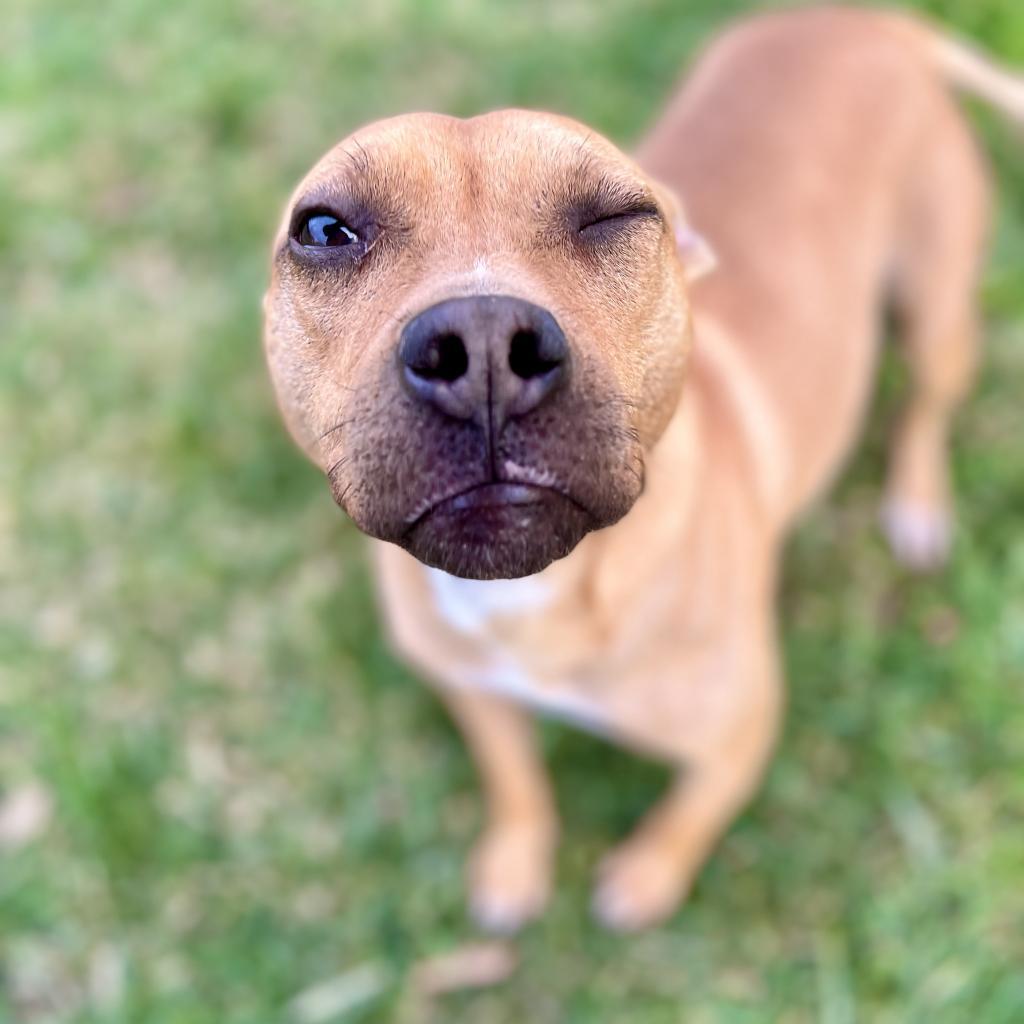 Enlarge Neptune, a Adoptable Terrier in Titusville, FL image 6/6