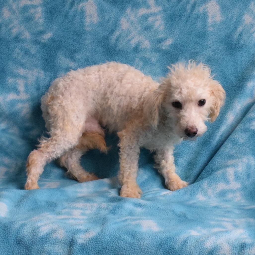 Waldorf, Adoptable, Adult Male Miniature Poodle & Mixed Breed.