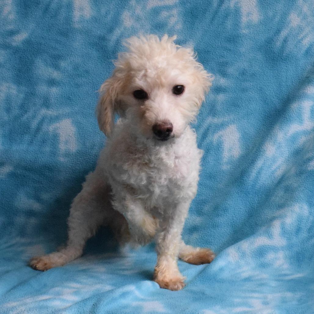 Waldorf, a Adoptable mixed breed in Eureka, CA image 2/3