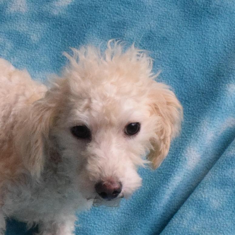 Waldorf, a Adoptable mixed breed in Eureka, CA image 3/3