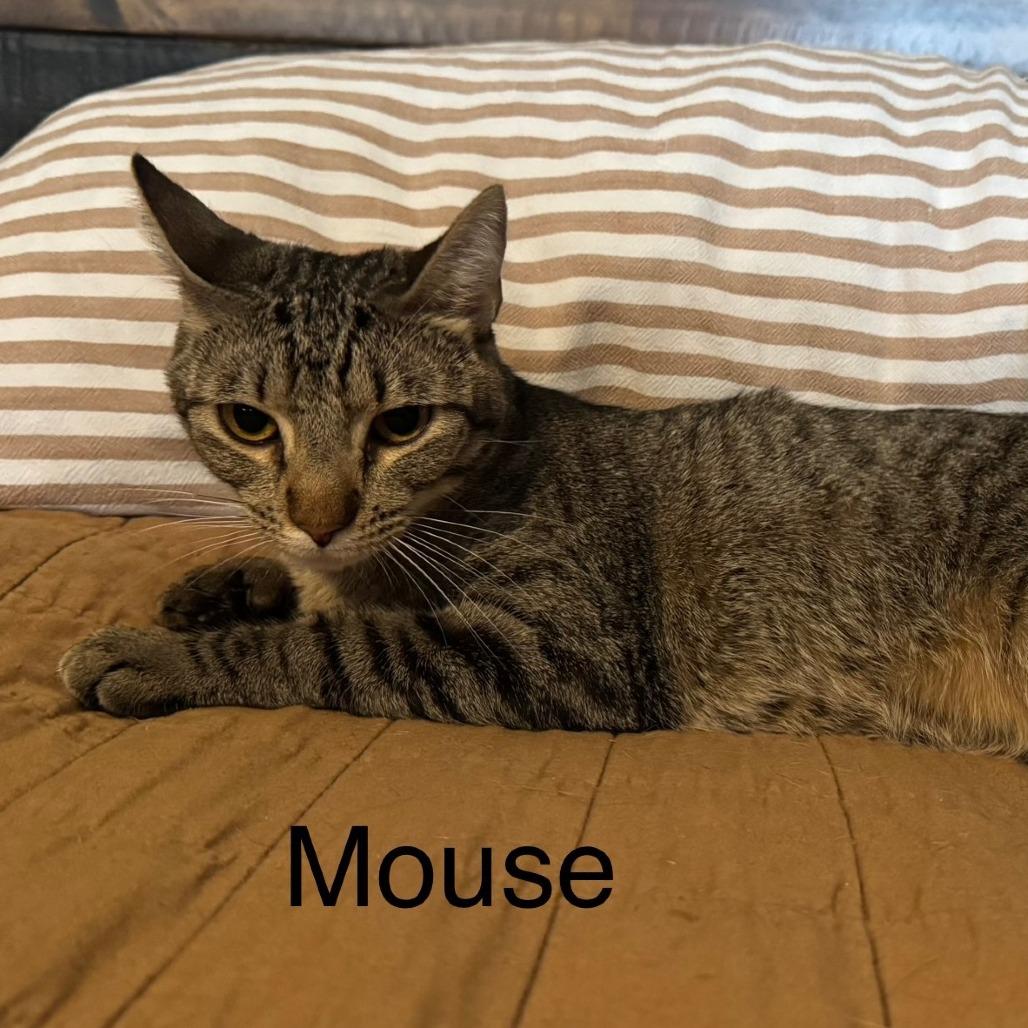 Enlarge Mouse LH, a Adoptable mixed breed in Von Ormy, TX image 2/3