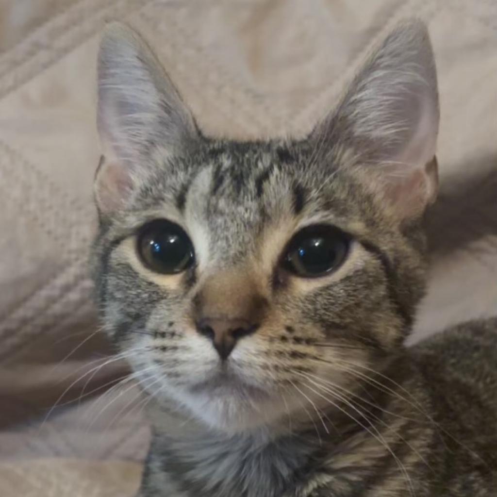Enlarge Mouse LH, a Adoptable mixed breed in Von Ormy, TX image 1/3