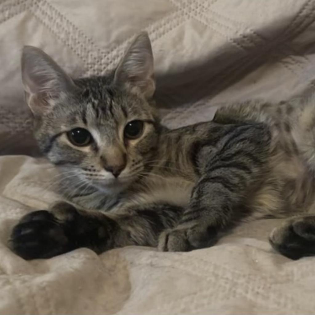Enlarge Mouse LH, a Adoptable mixed breed in Von Ormy, TX image 3/3