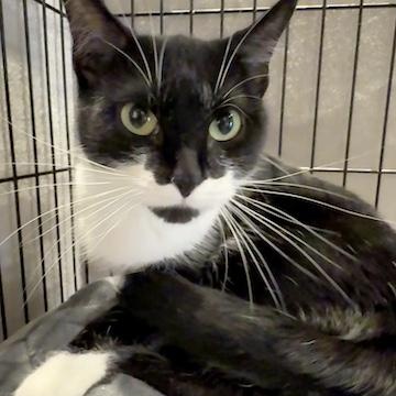 Enlarge Felicia, a ADOPTABLE Tuxedo in Minneapolis, MN image 1/2