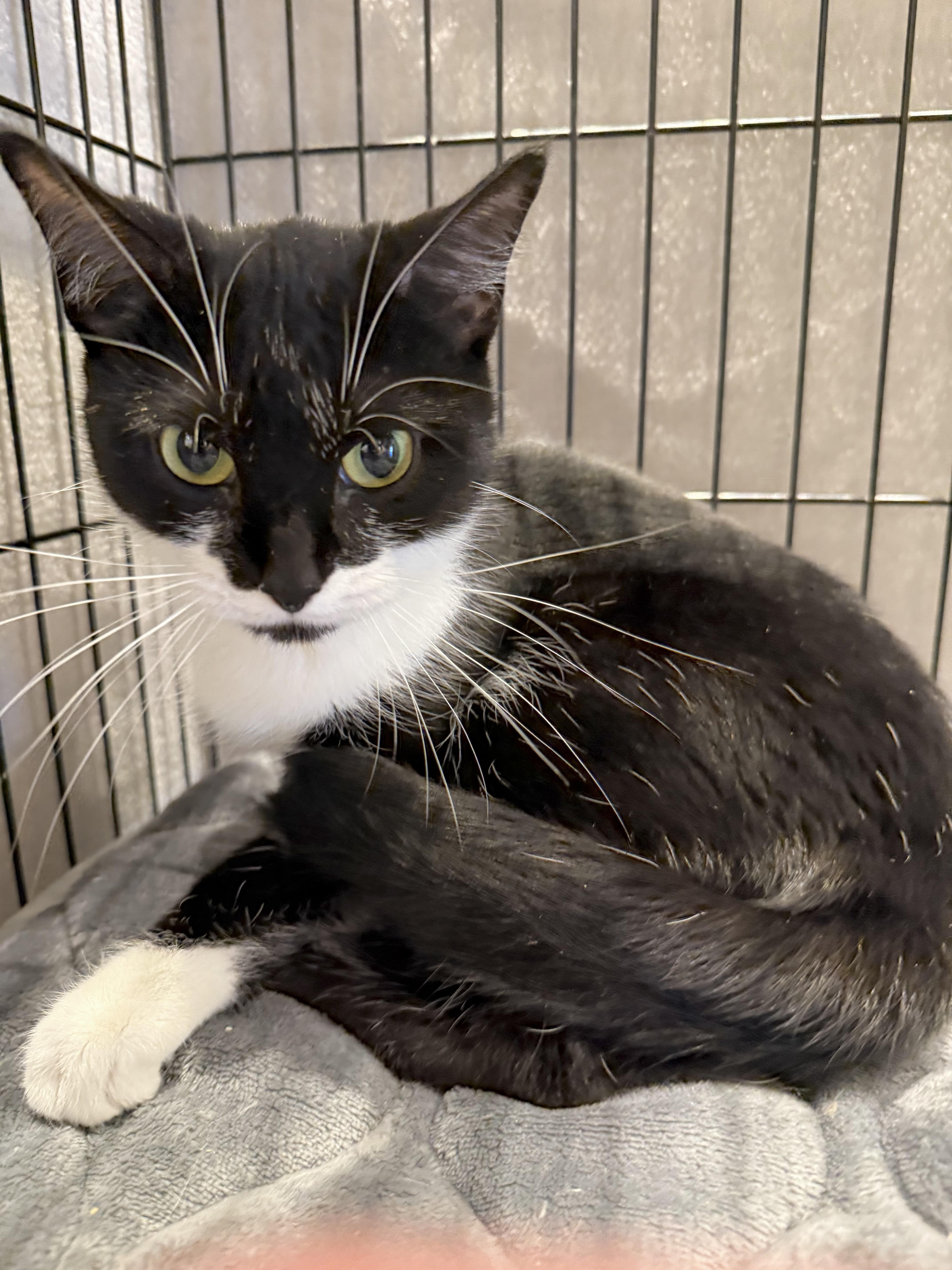 Enlarge Felicia, a ADOPTABLE Tuxedo in Minneapolis, MN image 2/2