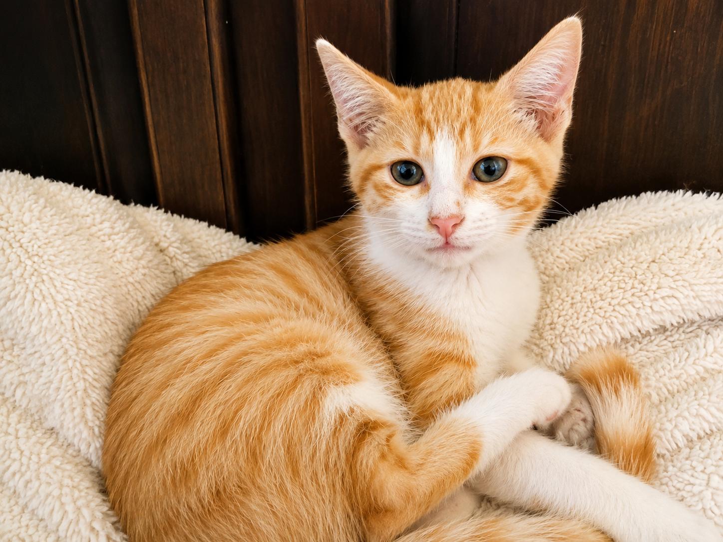 LLOYD & HARRY, an adopted mixed breed in Portsmouth, NH image 4/6
