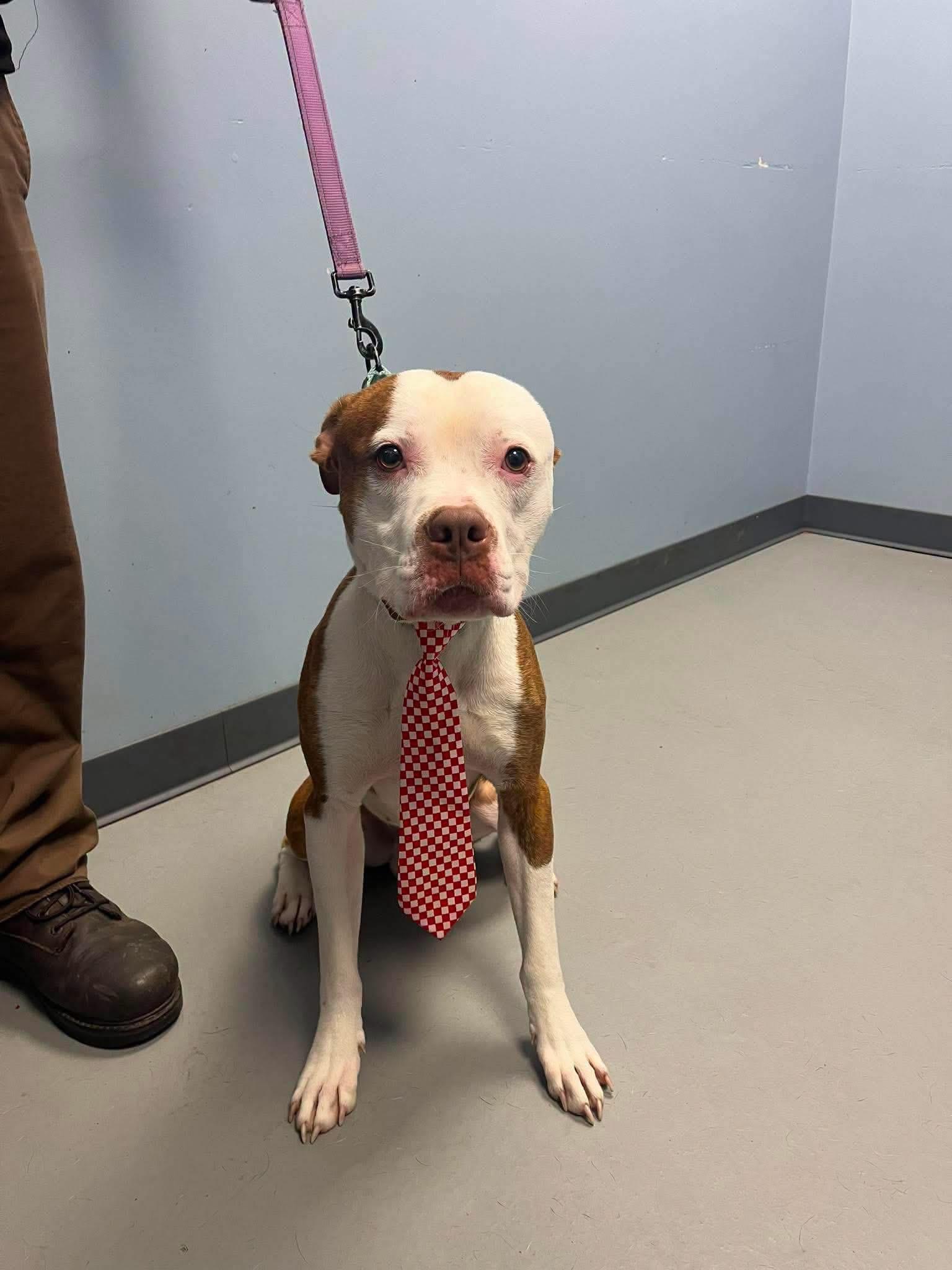 Kingston, a ADOPTABLE Terrier in Zanesville, OH image 2/2
