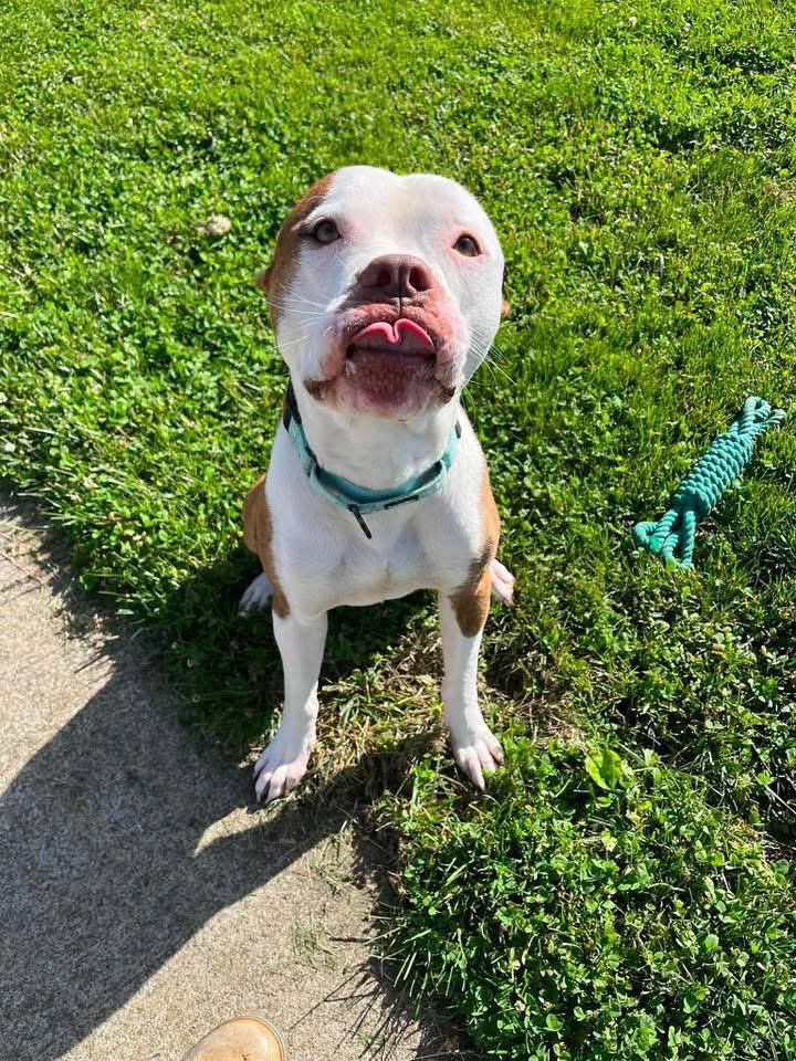 Kingston, ADOPTABLE, Young Male Terrier.