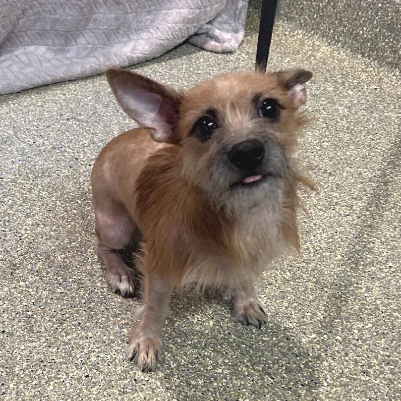 IVHS-Stray-143670, Adoptable, Young Male Terrier.