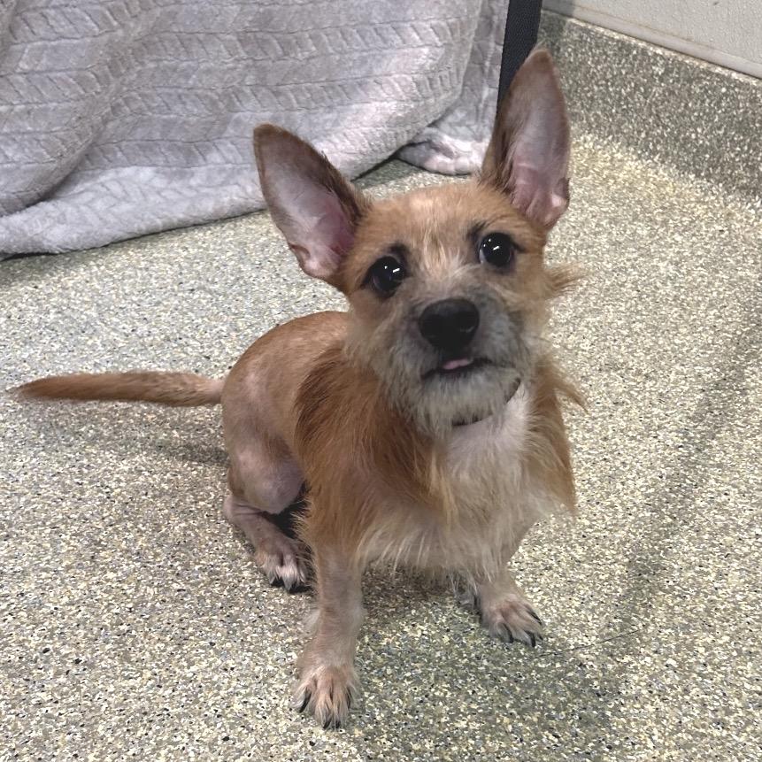 Enlarge IVHS-Stray-143670, a Adoptable Terrier in San Gabriel, CA image 2/4