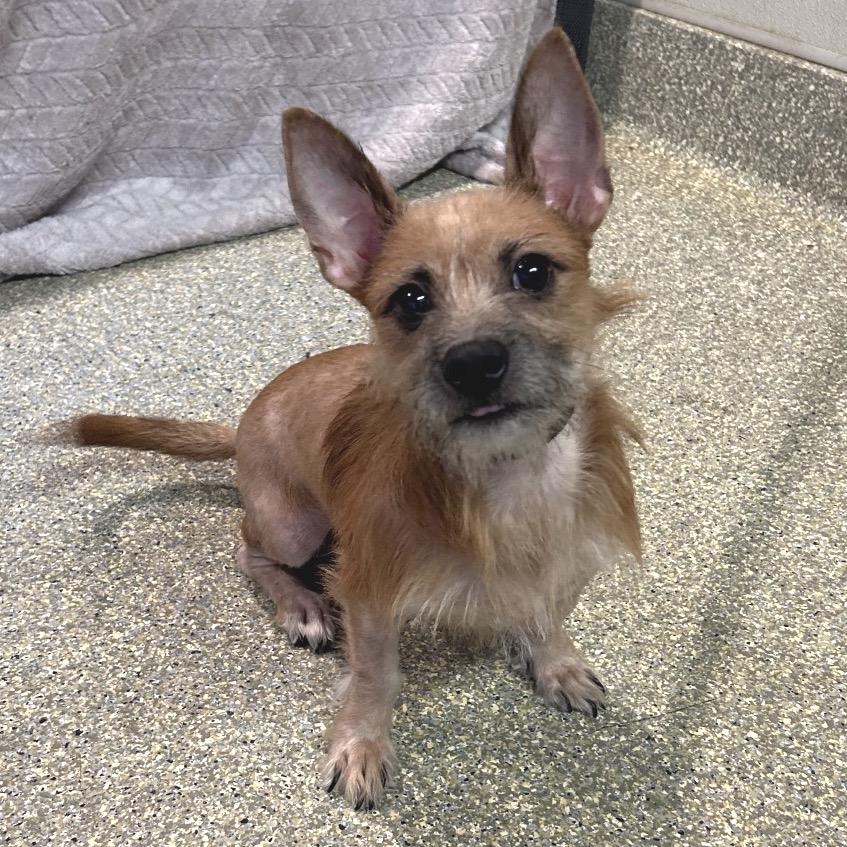 Enlarge IVHS-Stray-143670, a Adoptable Terrier in San Gabriel, CA image 3/4