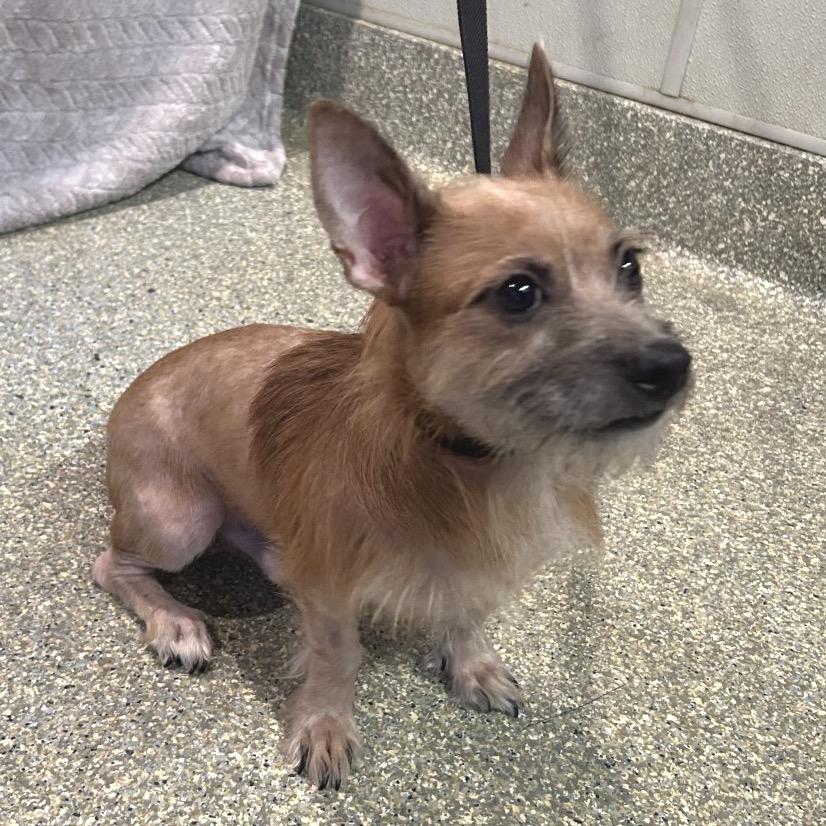 Enlarge IVHS-Stray-143670, a Adoptable Terrier in San Gabriel, CA image 4/4
