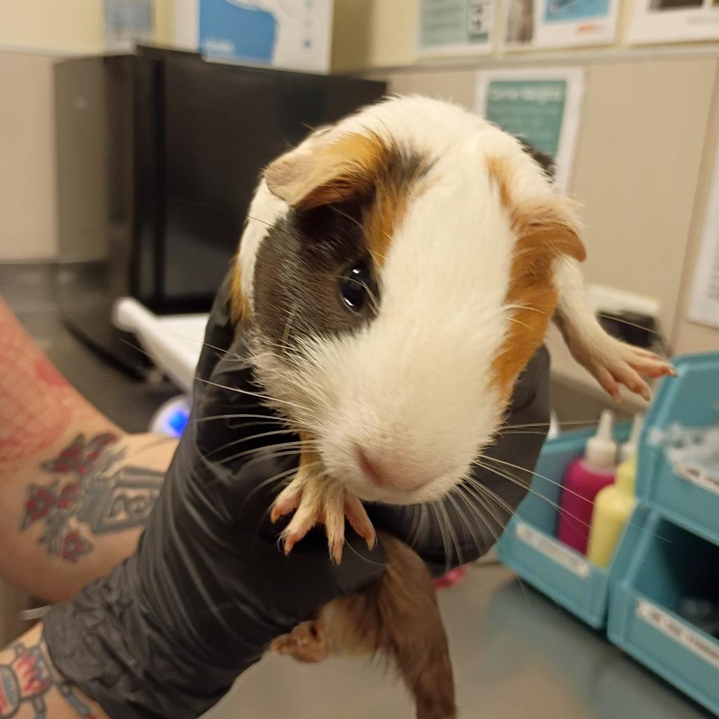 Oreo, Adoptable, Baby Male Guinea Pig.