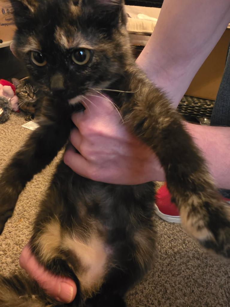 Enlarge Maggie (Kally), a Adoptable mixed breed in Ontario, OR image 1/1