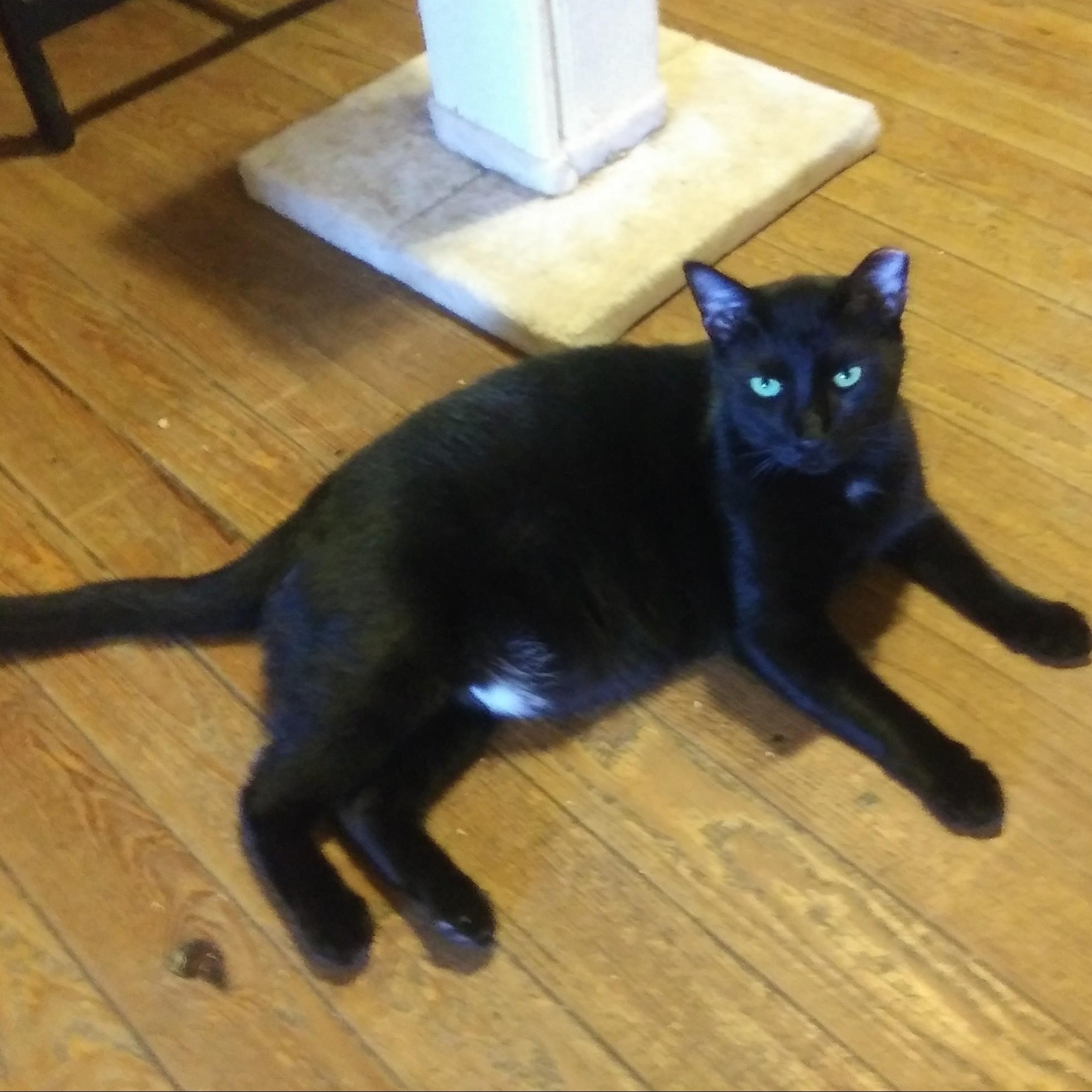 Hudson, Adoptable, Adult Male Domestic Short Hair.