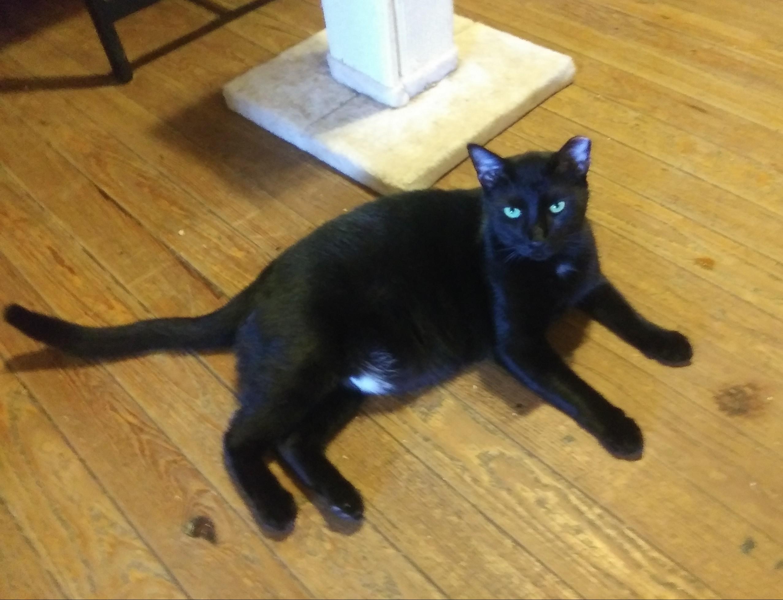 Hudson, a Adoptable Domestic Short Hair in Port Wentworth, GA image 3/4