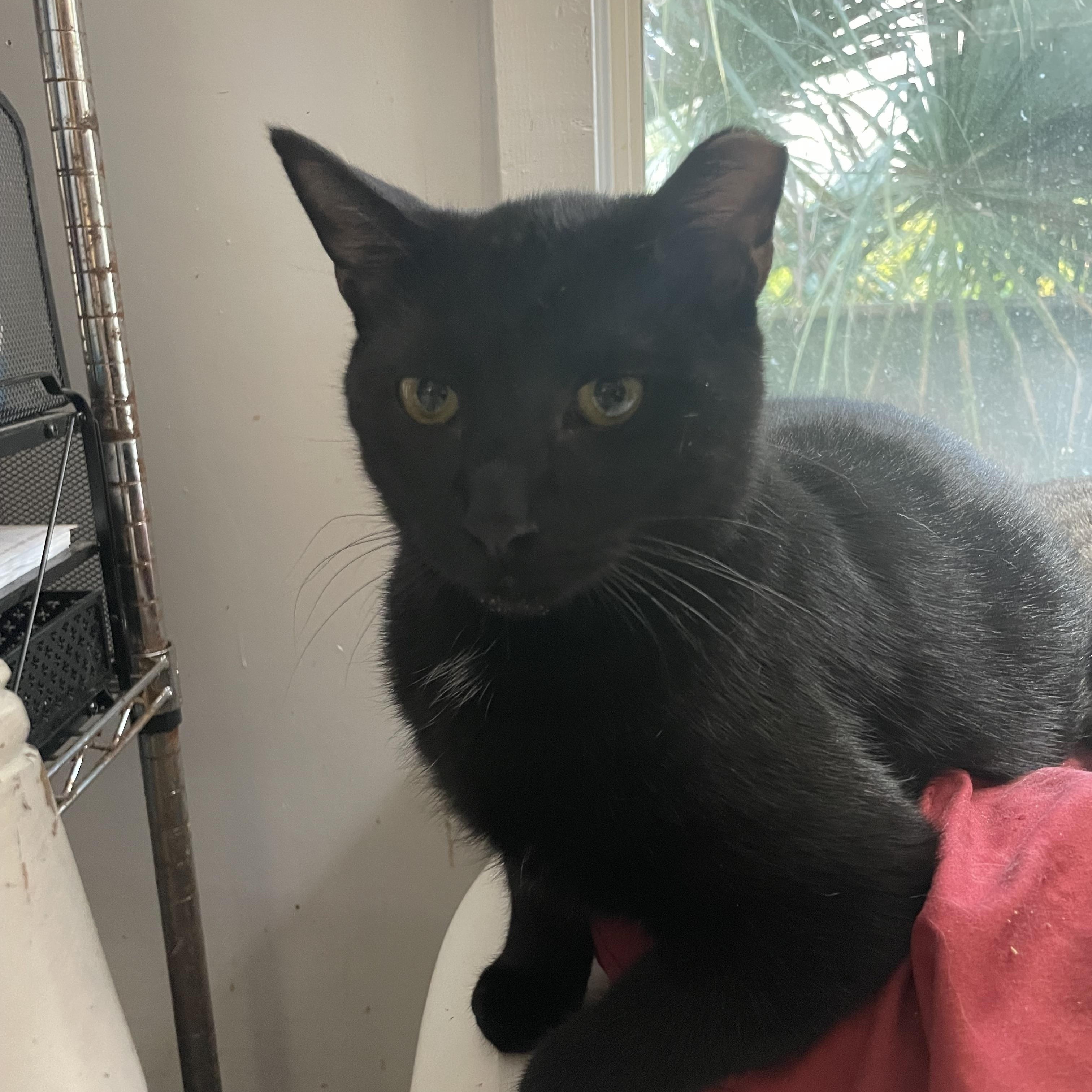 Enlarge Hudson, a Adoptable Domestic Short Hair in Port Wentworth, GA image 1/1