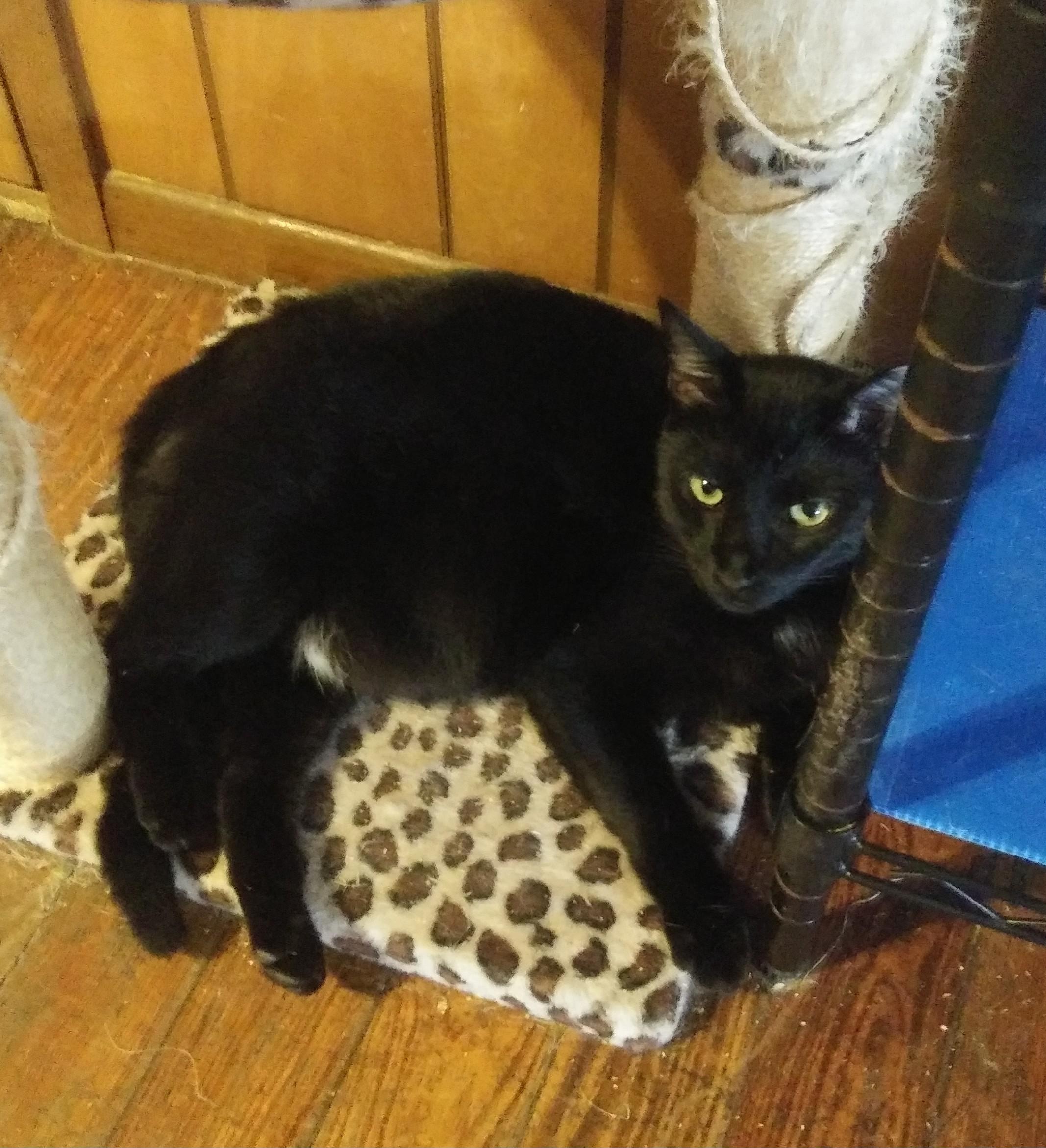 Hudson, a Adoptable Domestic Short Hair in Port Wentworth, GA image 2/4