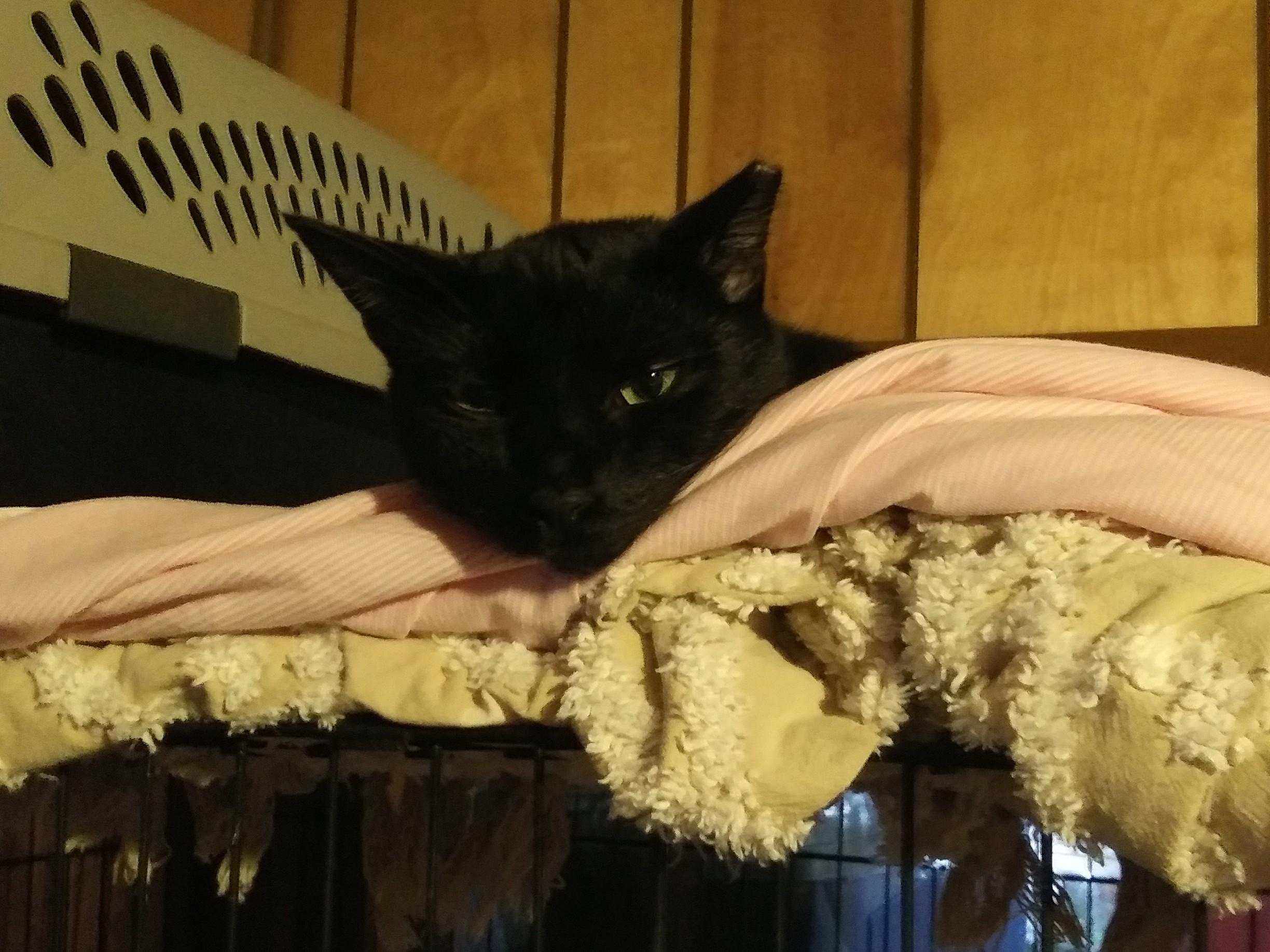Hudson, Adoptable, Adult Male Domestic Short Hair.