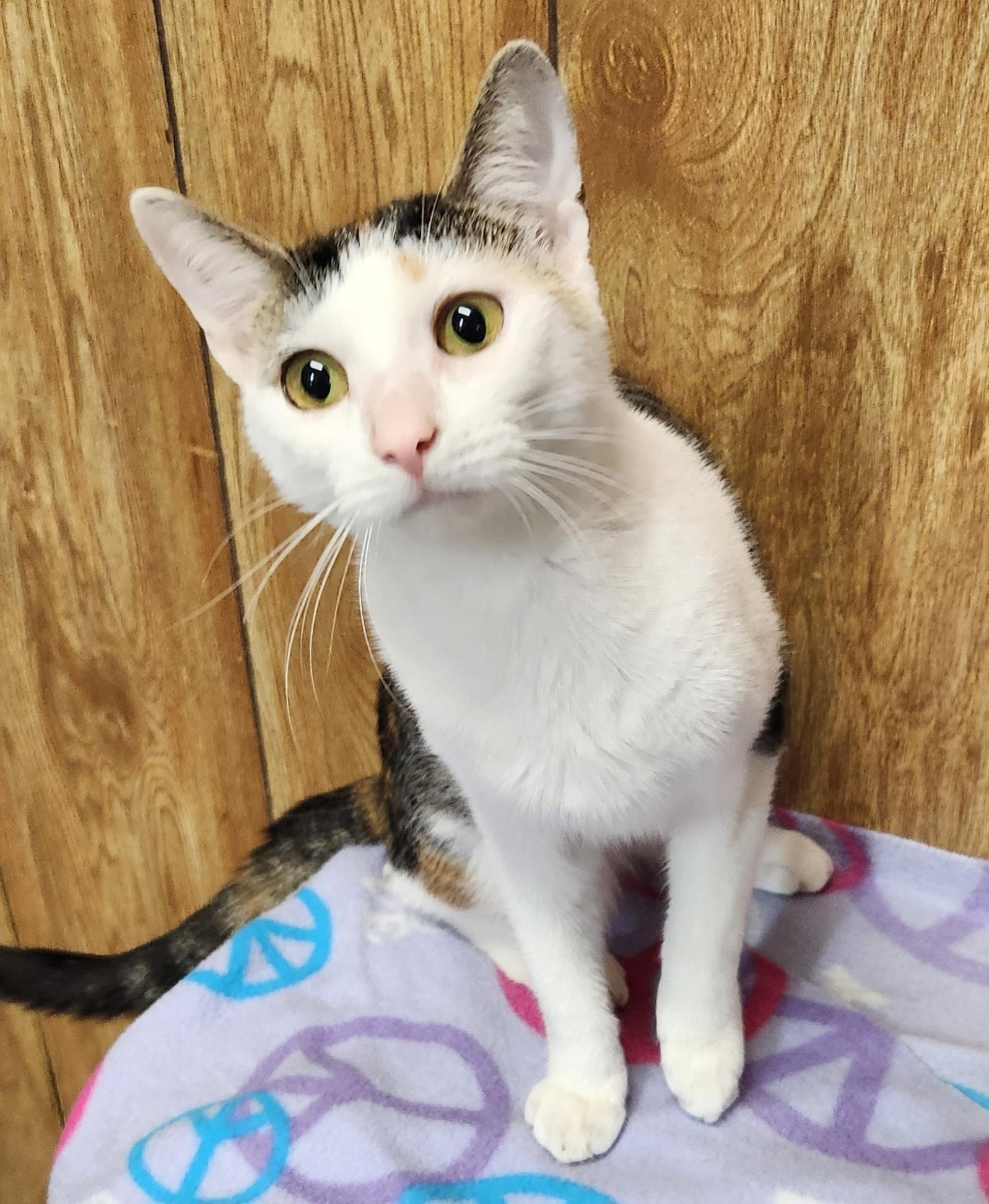 Beth, an adopted Domestic Short Hair in Linden, NJ image 6/6