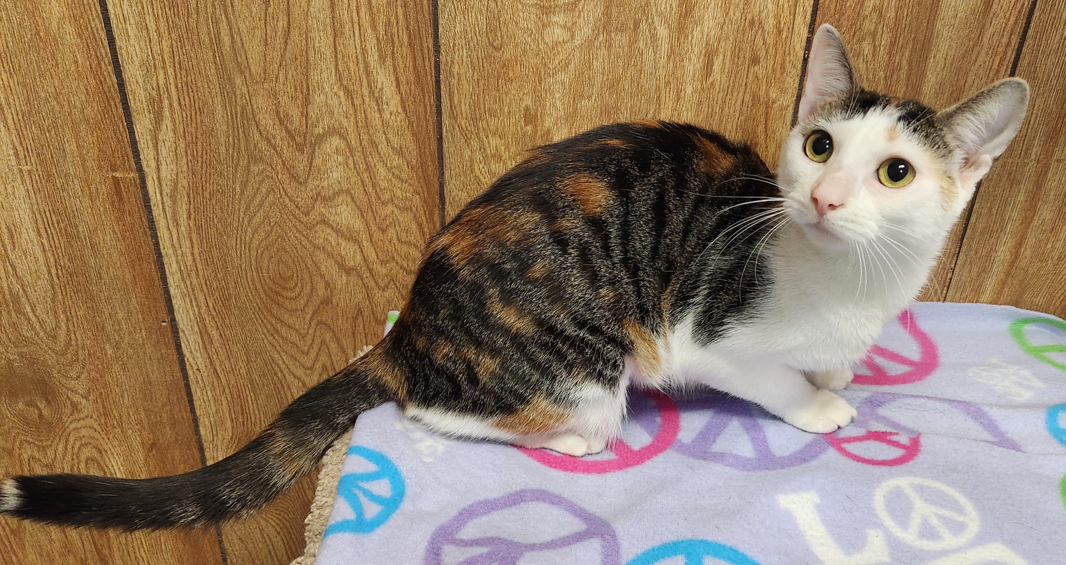 Beth, an adopted Domestic Short Hair in Linden, NJ image 4/6