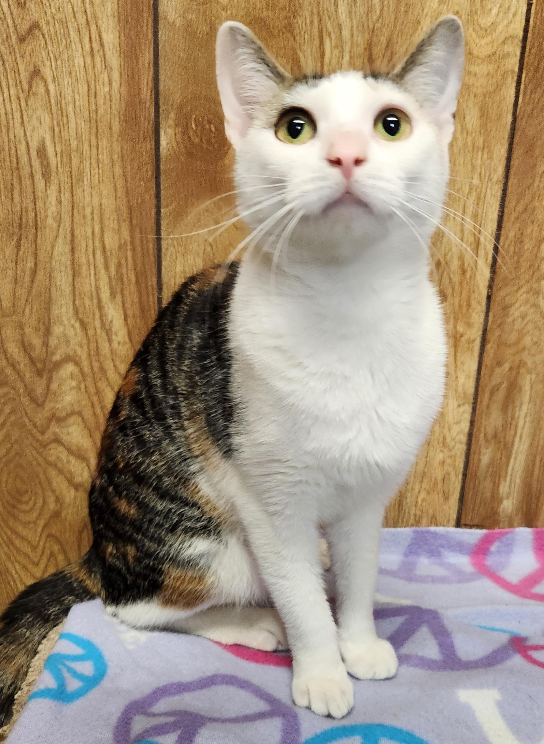 Beth, an adopted Domestic Short Hair in Linden, NJ image 2/6