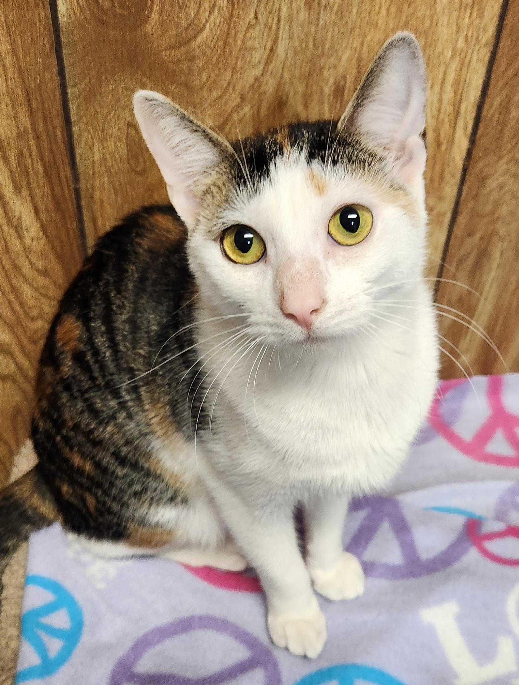 Beth, an adopted Domestic Short Hair in Linden, NJ image 3/6