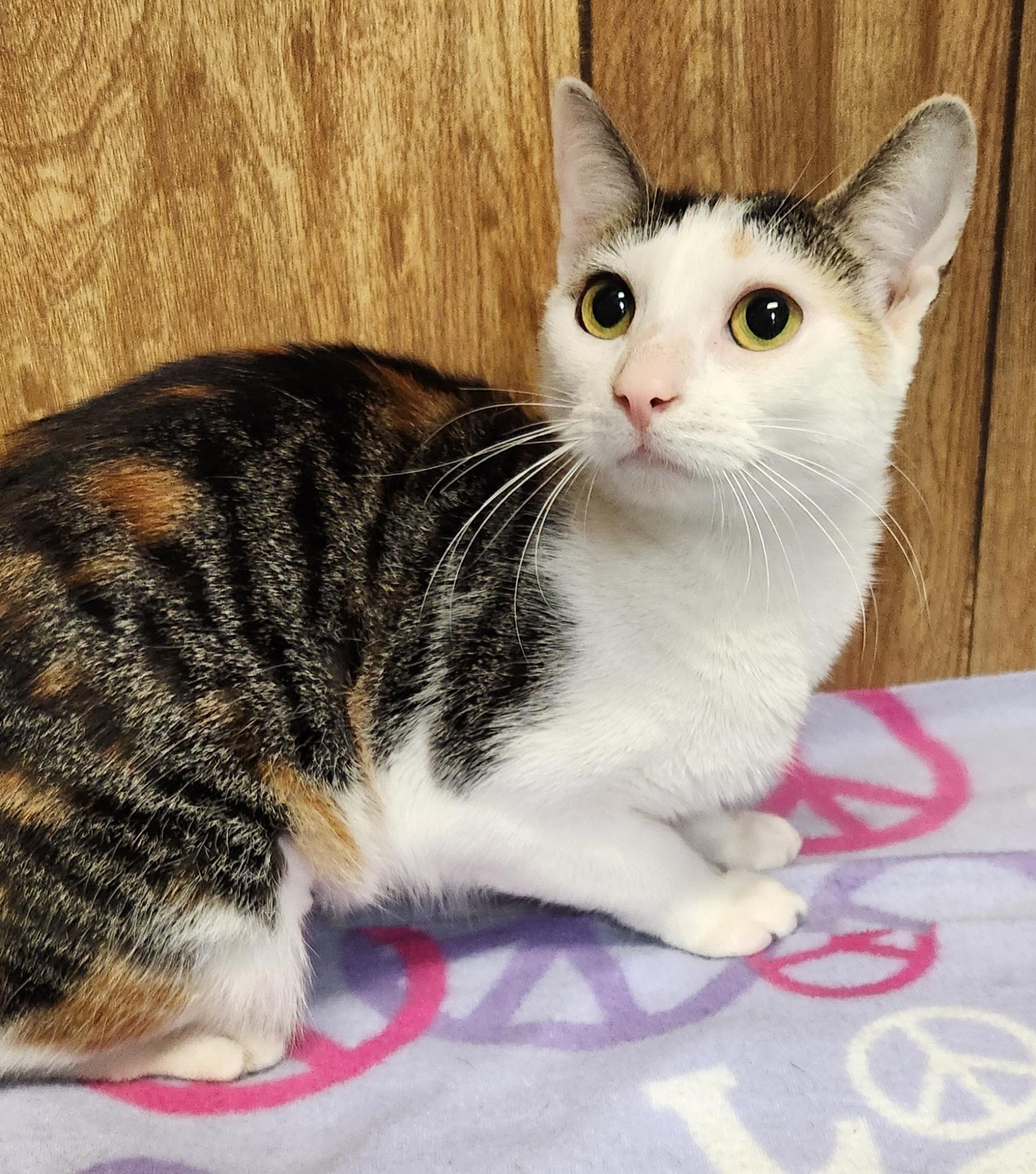 Beth, adopted, Young Female Domestic Short Hair.