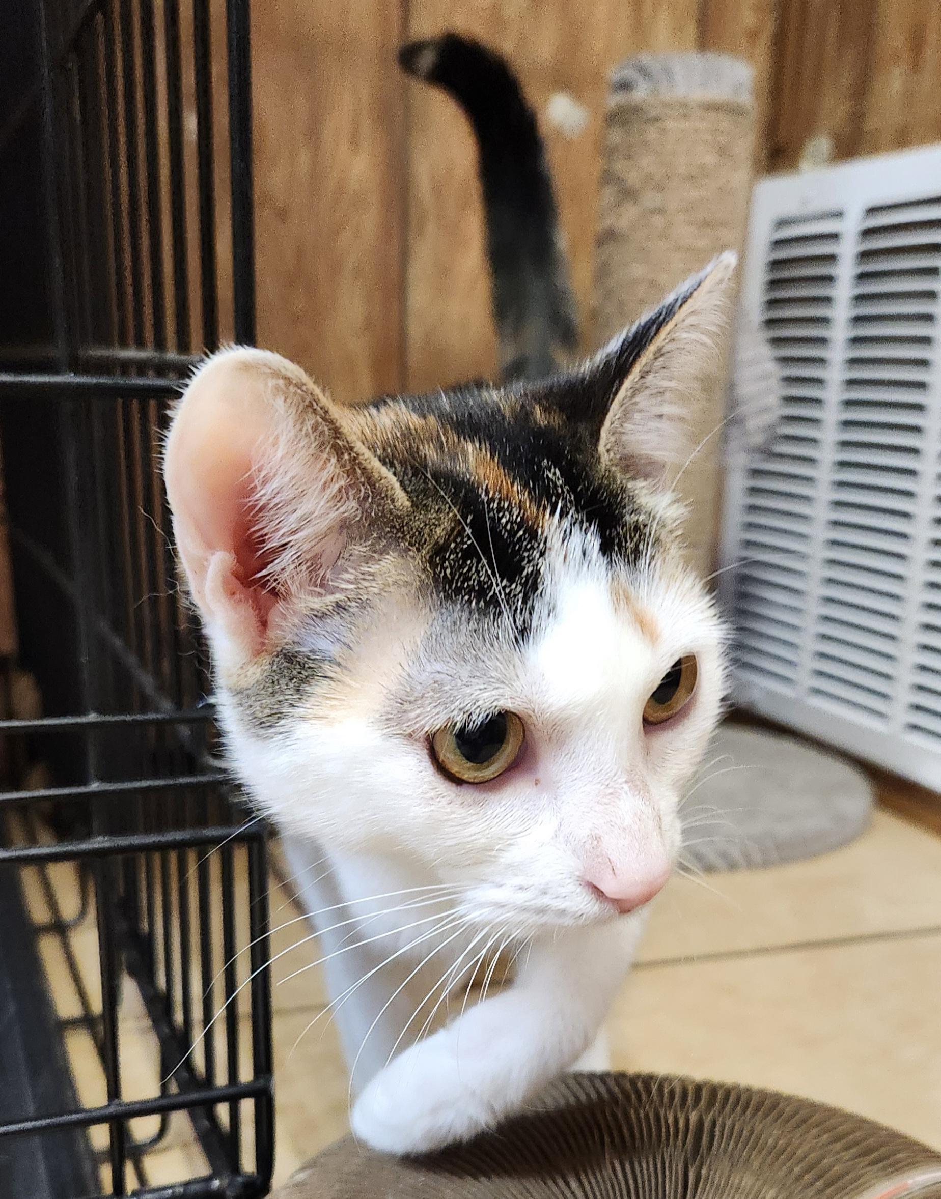Beth, an adopted Domestic Short Hair in Linden, NJ image 5/6