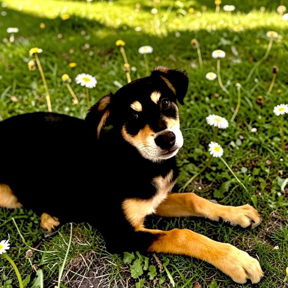 Zazu, an adopted mixed breed in Encinitas, CA image 1/4