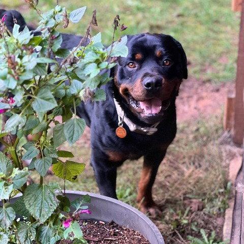 Rugar, Adoptable, Young Male Rottweiler.