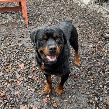 Enlarge Rugar, a Adoptable Rottweiler in St. Helens, OR image 2/3