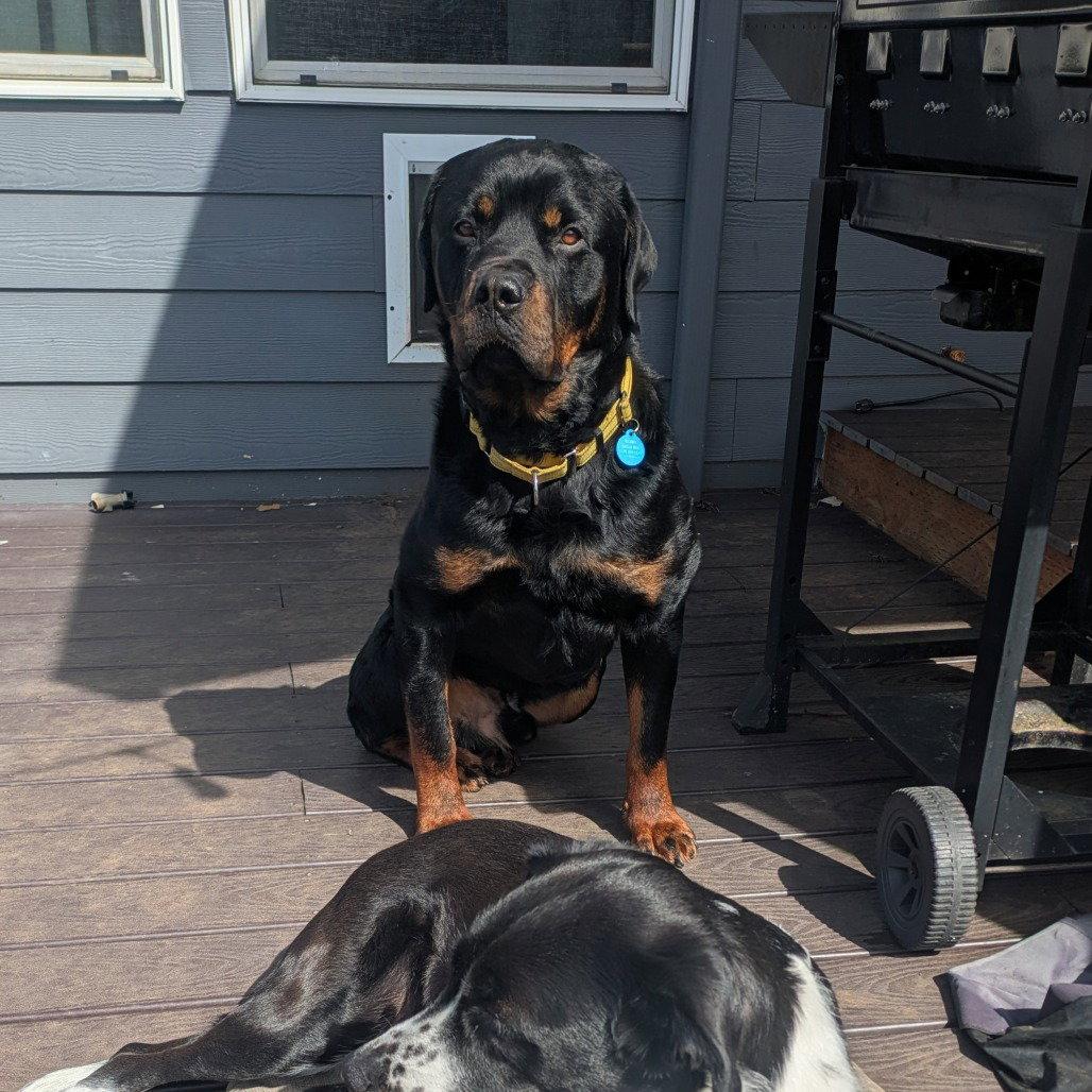 Enlarge Rugar, a Adoptable Rottweiler in St. Helens, OR image 3/3