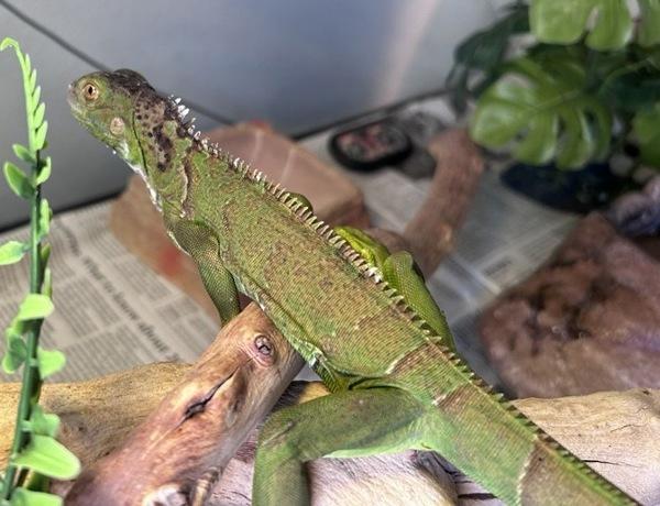 Juana, Adoptable, Young Female Iguana.