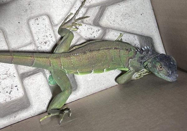 Enlarge Juana, a Adoptable mixed breed in San Diego, CA image 2/2