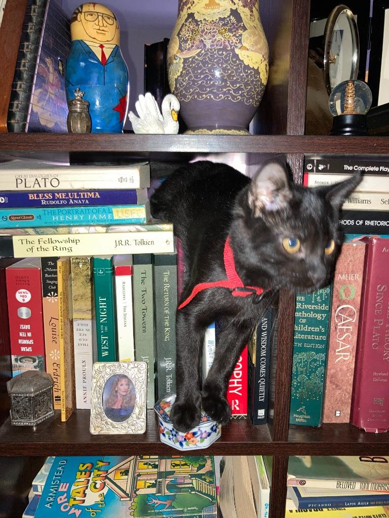 Apollo bonded with Baby Too, Adoptable, Adult Male Domestic Short Hair.