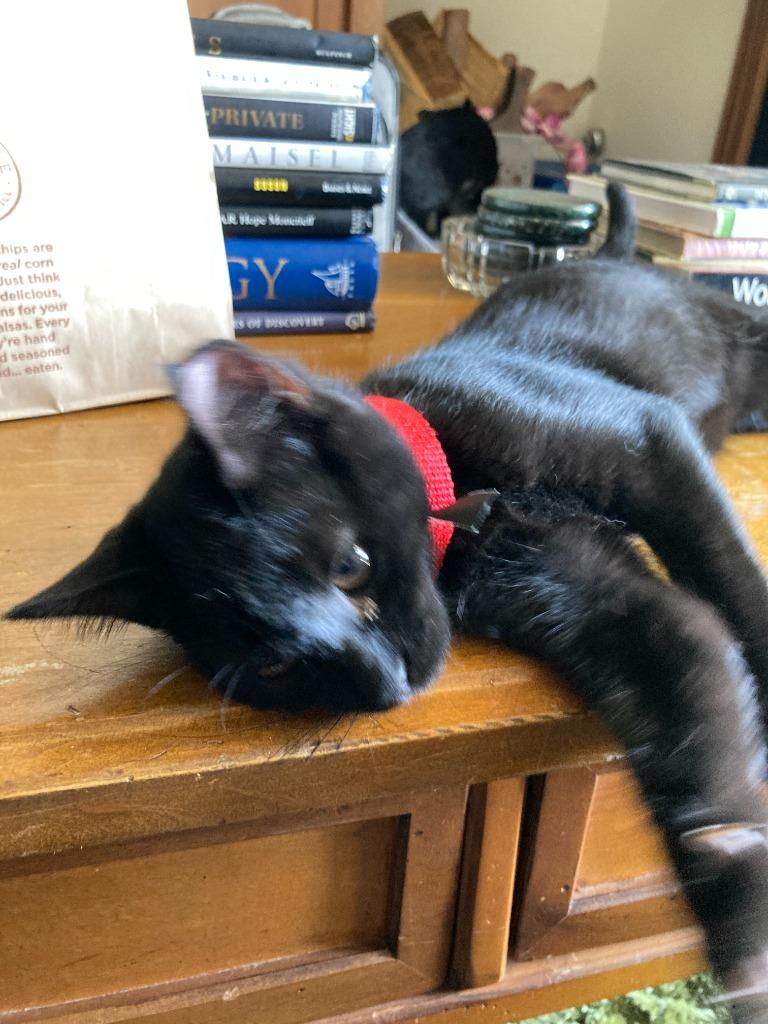 Apollo bonded with Baby Too, a Adoptable mixed breed in Lake Forest, CA image 2/6