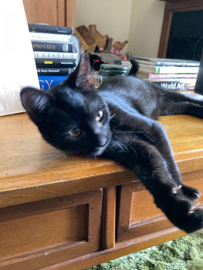 Apollo bonded with Baby Too, a Adoptable mixed breed in Lake Forest, CA image 5/6