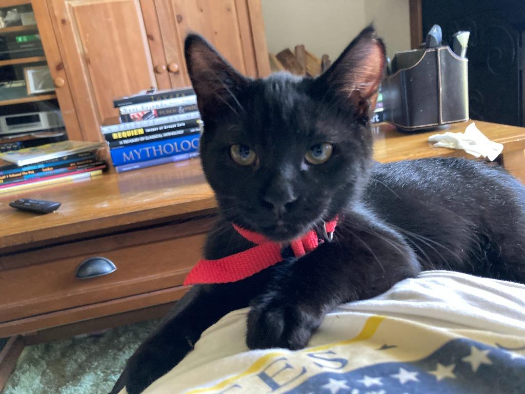 Apollo bonded with Baby Too, a Adoptable mixed breed in Lake Forest, CA image 6/6