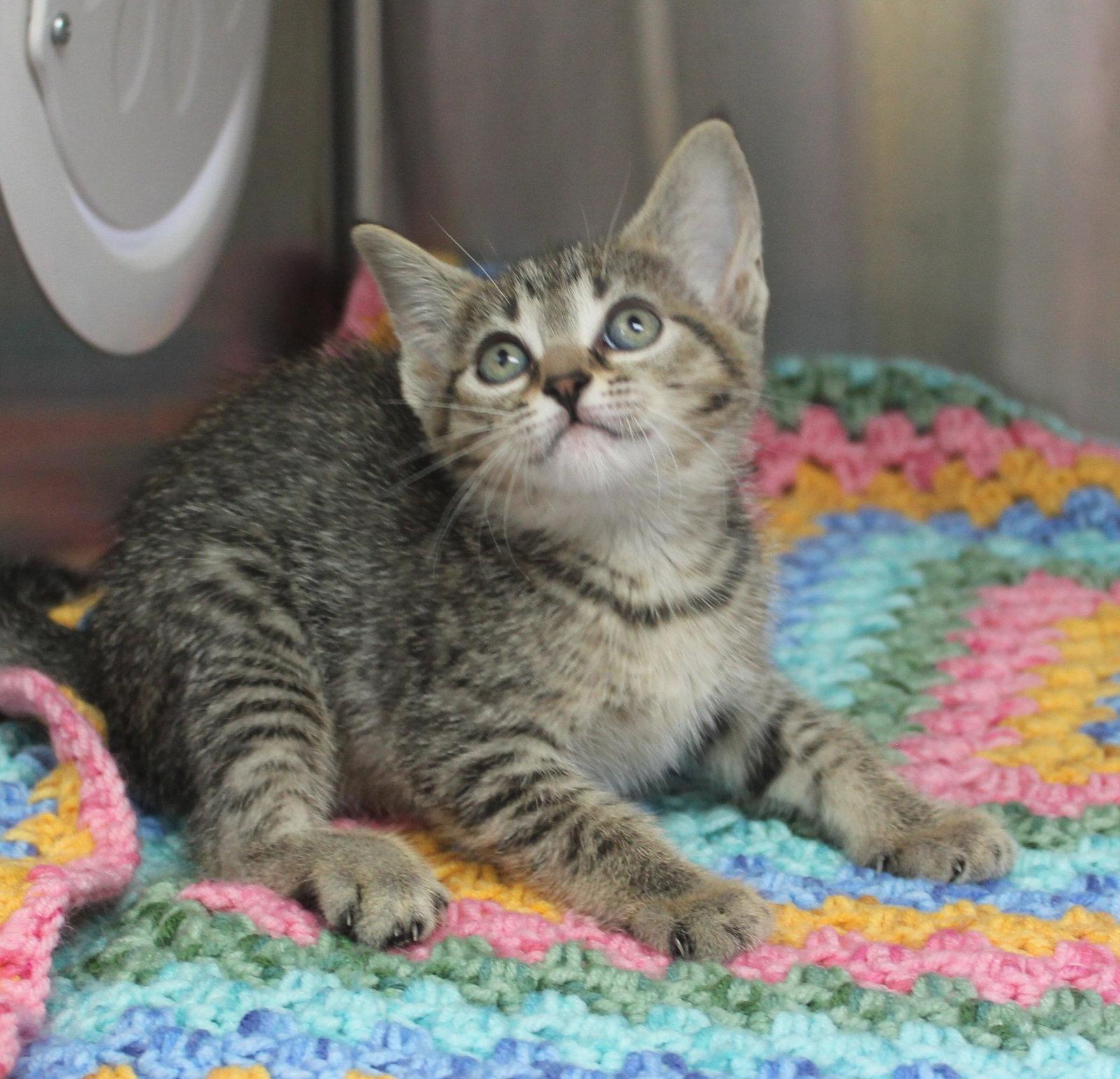 Enlarge Patsy - 43475, a Adopted mixed breed in Prattville, AL image 1/2