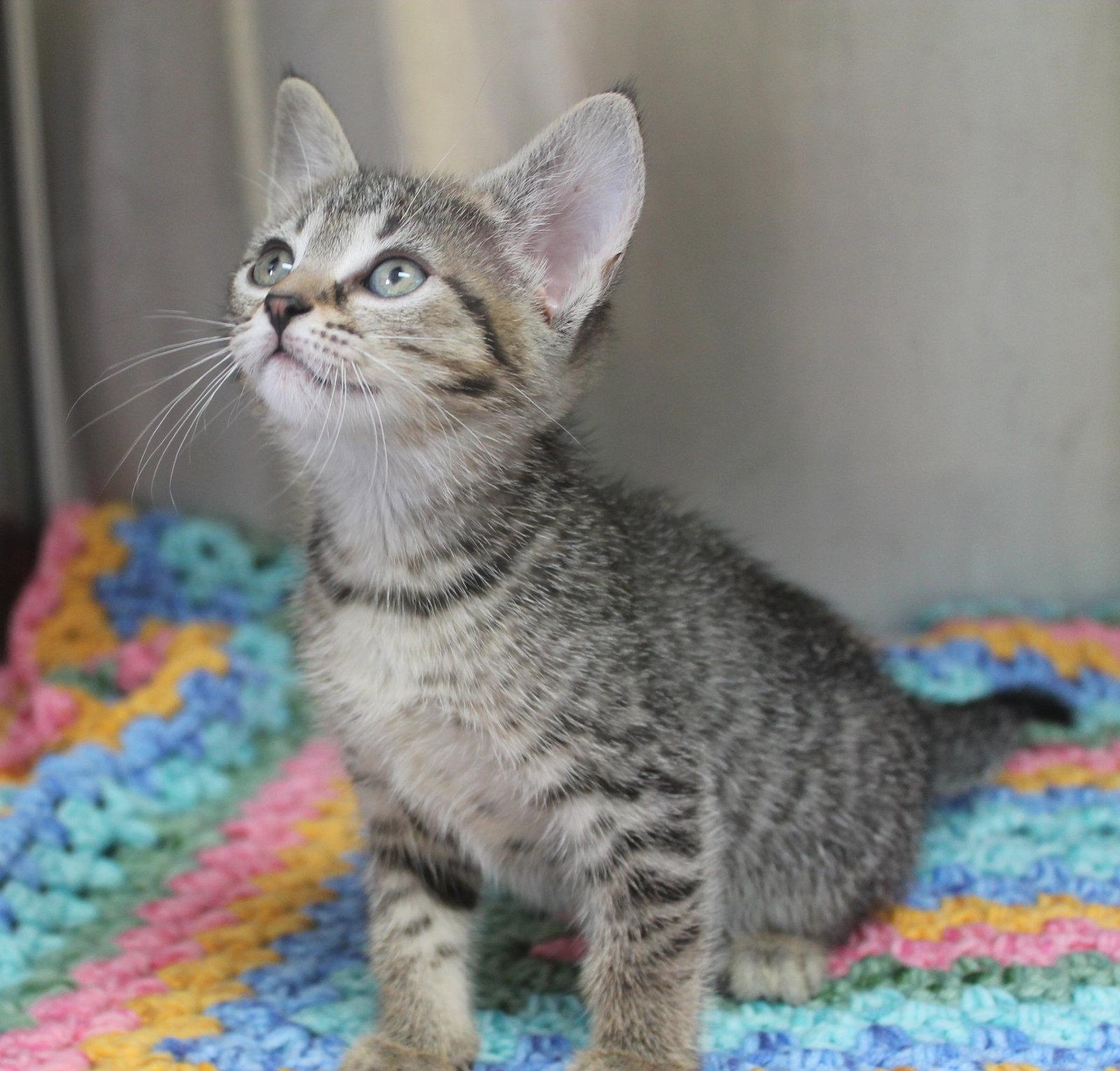 Enlarge Patsy - 43475, a Adopted mixed breed in Prattville, AL image 2/2