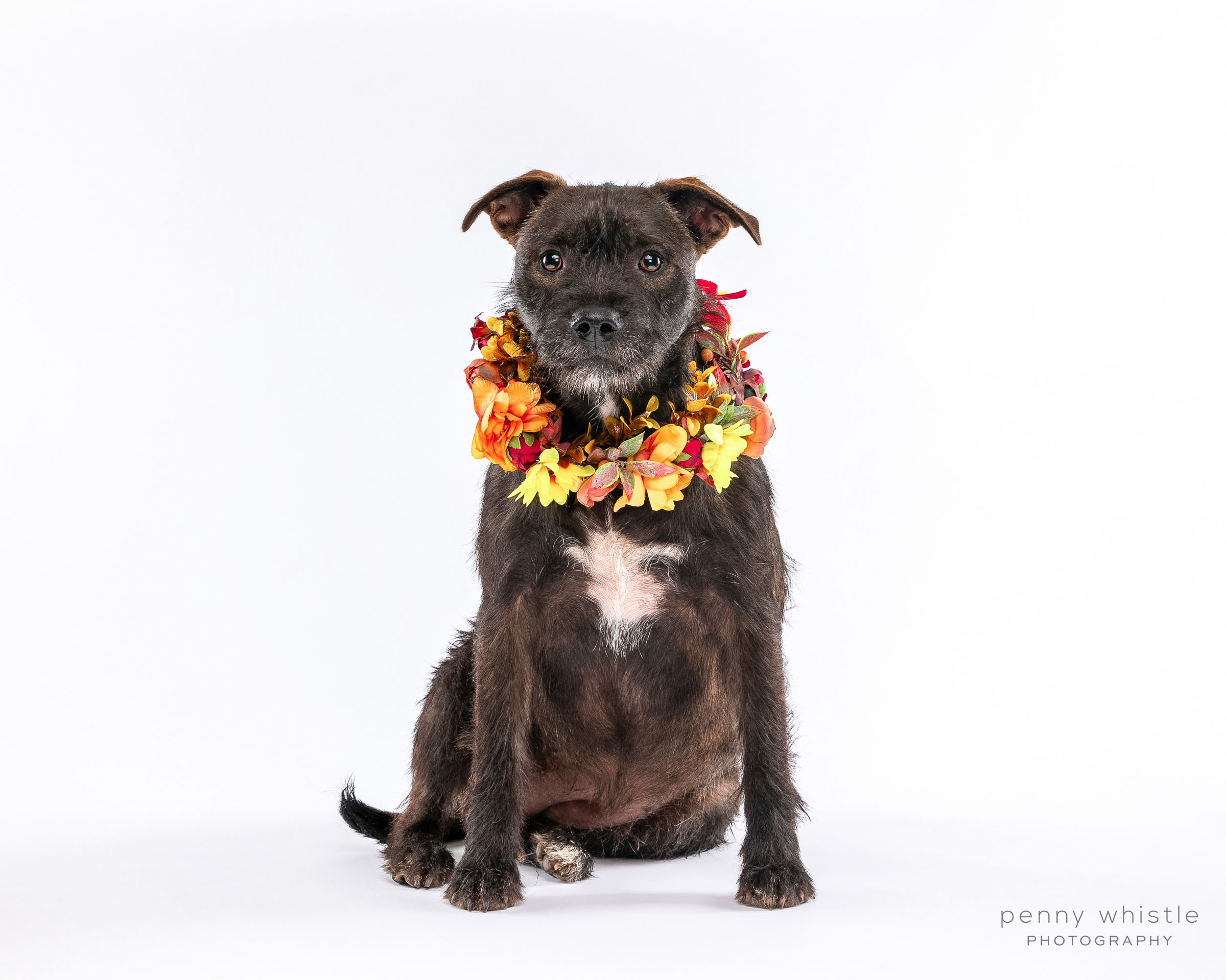 Snickers, a Adoptable mixed breed image 1/10